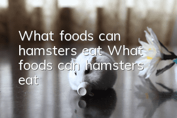 What foods can hamsters eat? What foods can hamsters eat?