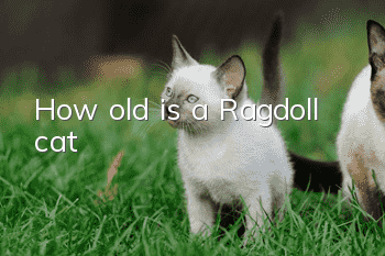 How old is a Ragdoll cat?