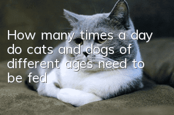 How many times a day do cats and dogs of different ages need to be fed?