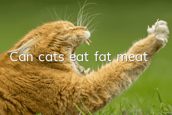 Can cats eat fat meat?