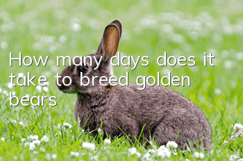 How many days does it take to breed golden bears?