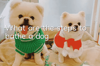 What are the steps to bathe a dog?