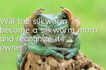 Will the silkworm become a silkworm moth and recognize its owner?