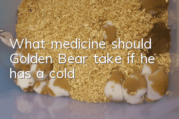 What medicine should Golden Bear take if he has a cold?