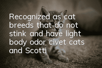 Recognized as cat breeds that do not stink and have light body odor, civet cats and Scottish fold cats are on the list