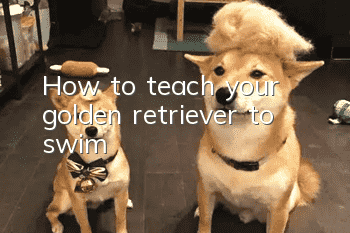 How to teach your golden retriever to swim?