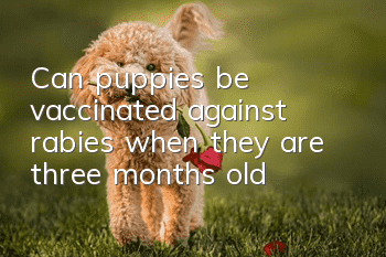 Can puppies be vaccinated against rabies when they are three months old?