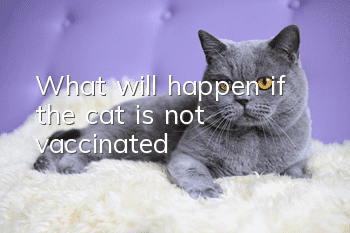 What will happen if the cat is not vaccinated?