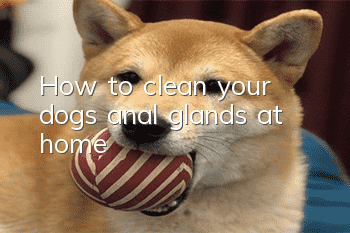 How to clean your dog’s anal glands at home?