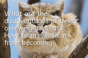 What are the disadvantages of being overweight in cats? (How to prevent cats from becoming obese?)