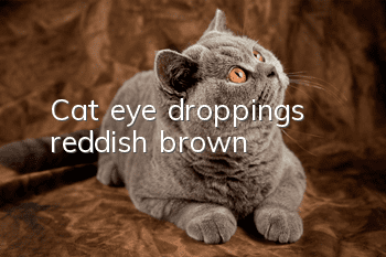 Cat eye droppings reddish brown