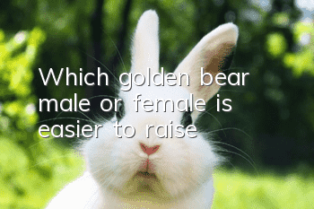 Which golden bear, male or female, is easier to raise?