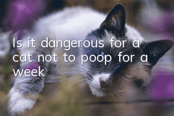 Is it dangerous for a cat not to poop for a week?