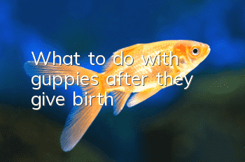 What to do with guppies after they give birth