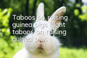 Taboos on raising guinea pigs Eight taboos on raising guinea pigs