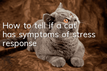 How to tell if a cat has symptoms of stress response