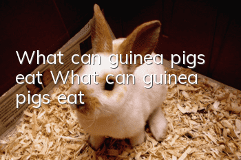 What can guinea pigs eat? What can guinea pigs eat?