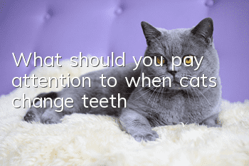 What should you pay attention to when cats change teeth?