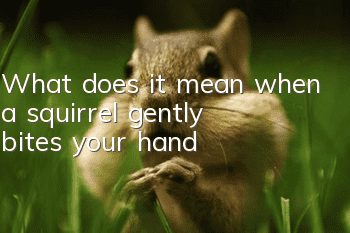 What does it mean when a squirrel gently bites your hand?