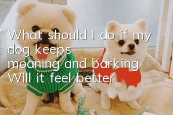What should I do if my dog keeps moaning and barking? Will it feel better?