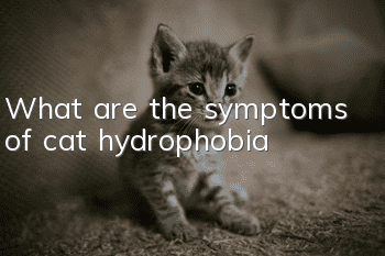 What are the symptoms of cat hydrophobia?