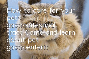 How to care for your pet’s gastrointestinal tract? Come and learn about pet gastroenteritis correctly!