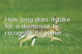 How long does it take for a dormouse to recognize its owner?