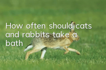 How often should cats and rabbits take a bath?
