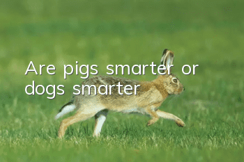 Are pigs smarter or dogs smarter?