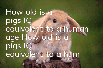 How old is a pig's IQ equivalent to a human age? How old is a pig's IQ equivalent to a human age?