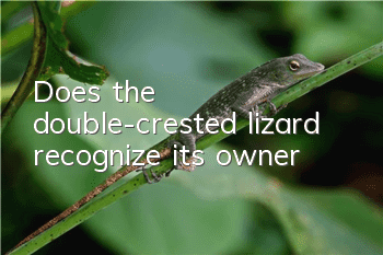 Does the double-crested lizard recognize its owner?