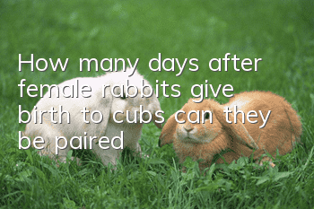 How many days after female rabbits give birth to cubs can they be paired