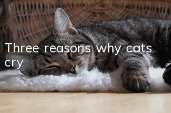 Three reasons why cats cry
