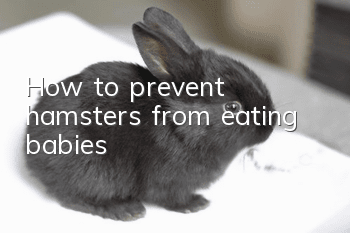 How to prevent hamsters from eating babies