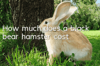 How much does a black bear hamster cost?