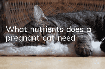 What nutrients does a pregnant cat need?