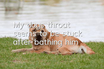 My dog's throat seems to be stuck after bathing him