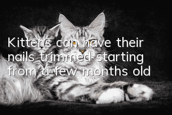 Kittens can have their nails trimmed starting from a few months old