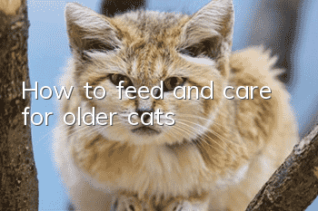 How to feed and care for older cats?