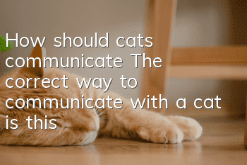How should cats communicate? The correct way to communicate with a cat is this