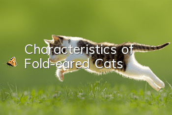 Characteristics of Fold-eared Cats
