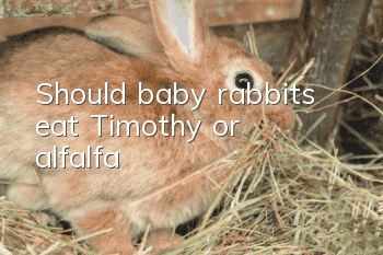 Should baby rabbits eat Timothy or alfalfa?