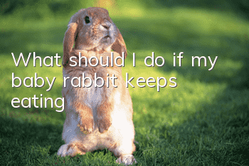 What should I do if my baby rabbit keeps eating?