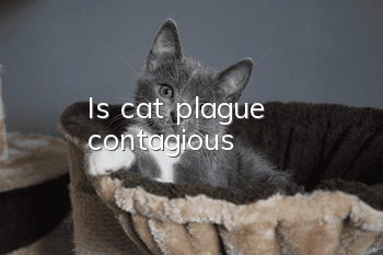 Is cat plague contagious?