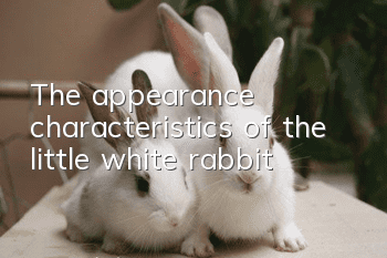The appearance characteristics of the little white rabbit