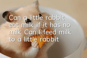 Can a little rabbit eat milk if it has no milk? Can I feed milk to a little rabbit?
