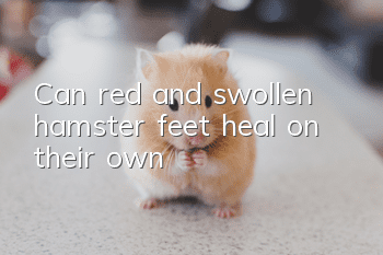 Can red and swollen hamster feet heal on their own?