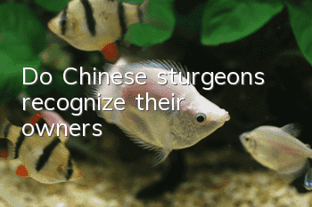 Do Chinese sturgeons recognize their owners?