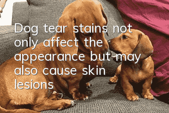 Dog tear stains not only affect the appearance, but may also cause skin lesions