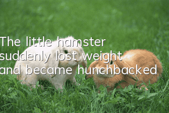 The little hamster suddenly lost weight and became hunchbacked